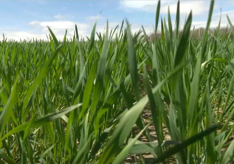 Field of grass