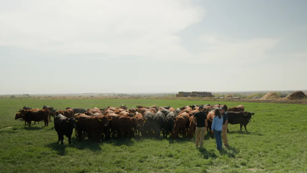 Farmers standing in a field with their cattle. 