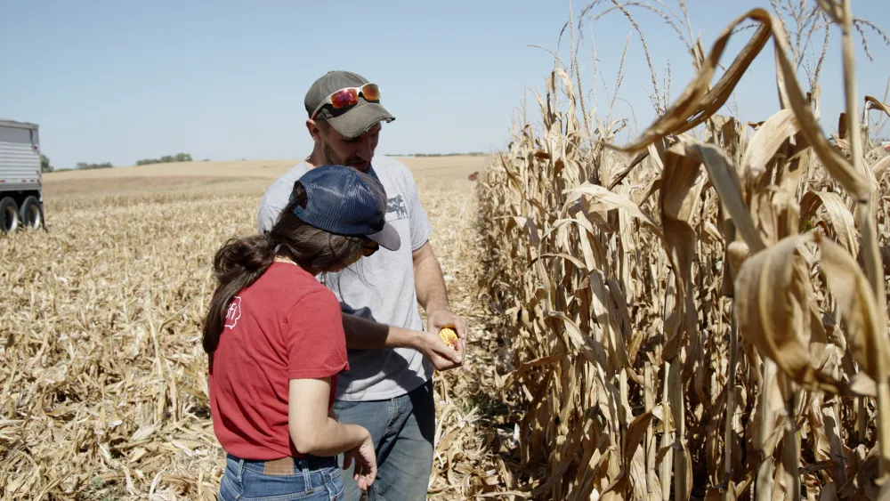 Farmers examining corn. 