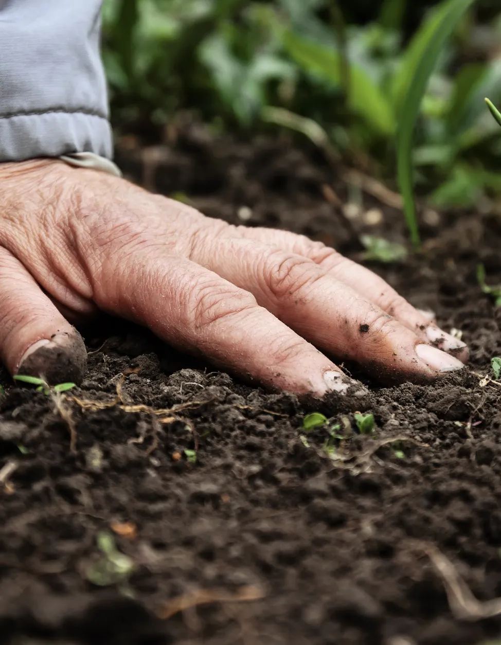Farmer feeling the soil 