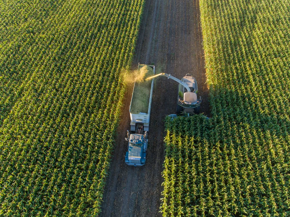 Harvesting crops. 