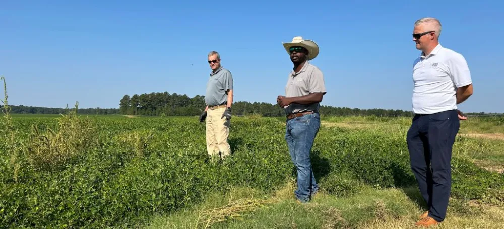 Farmers standing in their crops. 