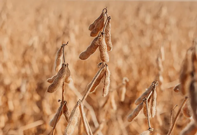Peanut Crop