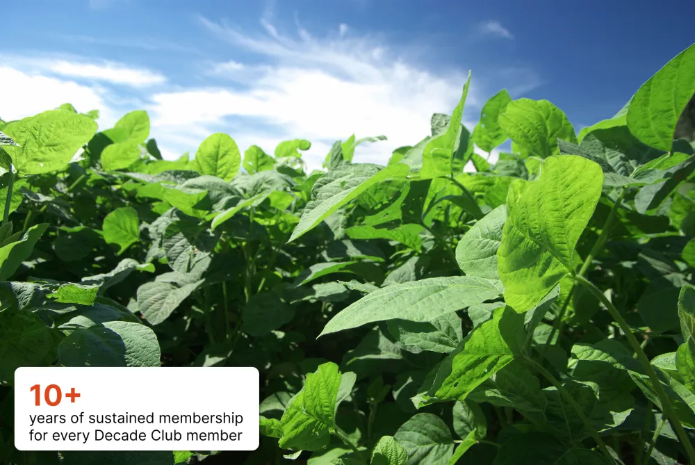 Soybean field