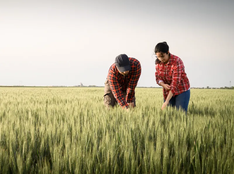 Farmers testing their crops for moisture. 