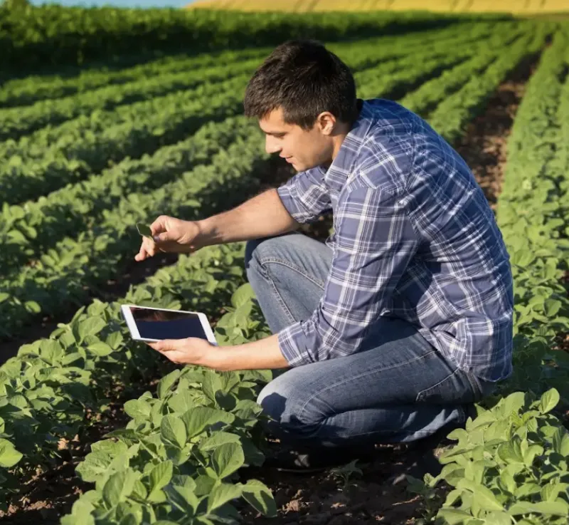 Farm reviewing tablet in the field of crops. 