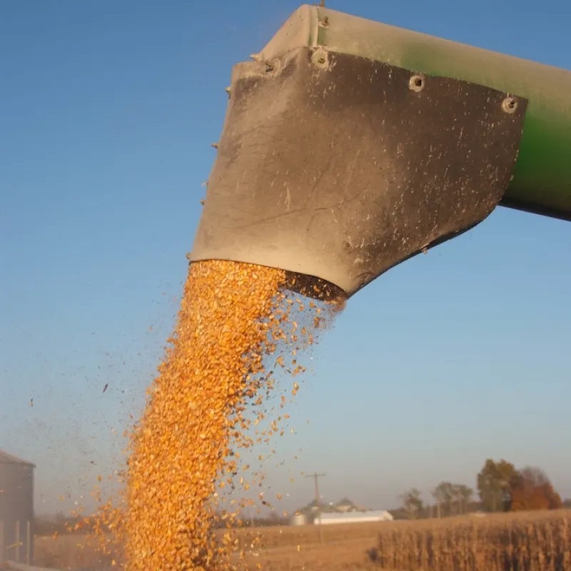 Harvesting grain 