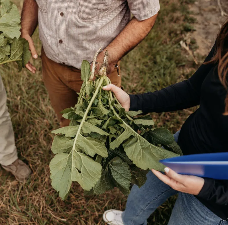 Viewing the leaves of a crop 