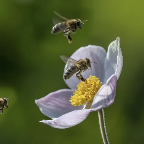 Bees