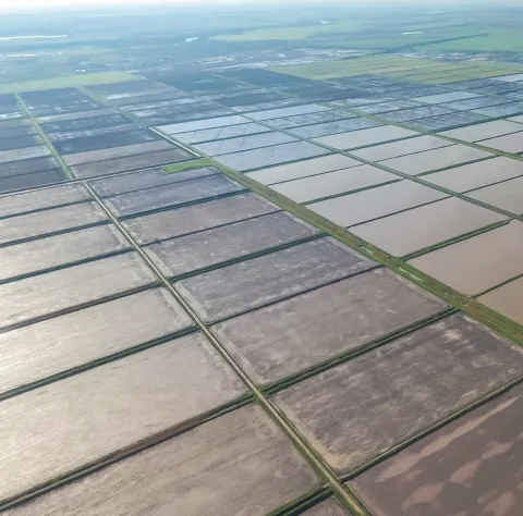 Fields
