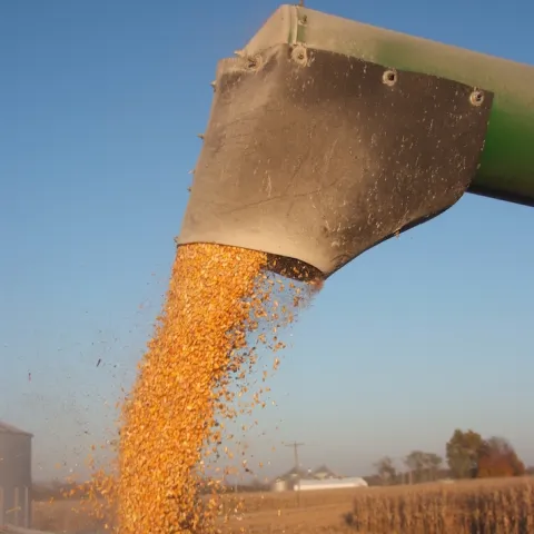 Grain
