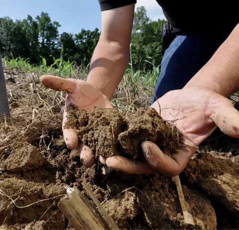 Soil