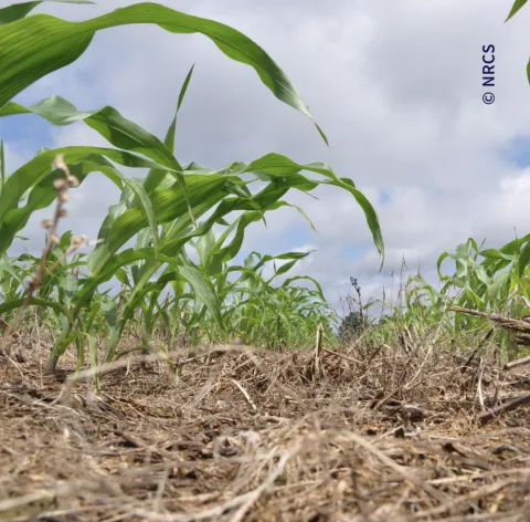 Crops