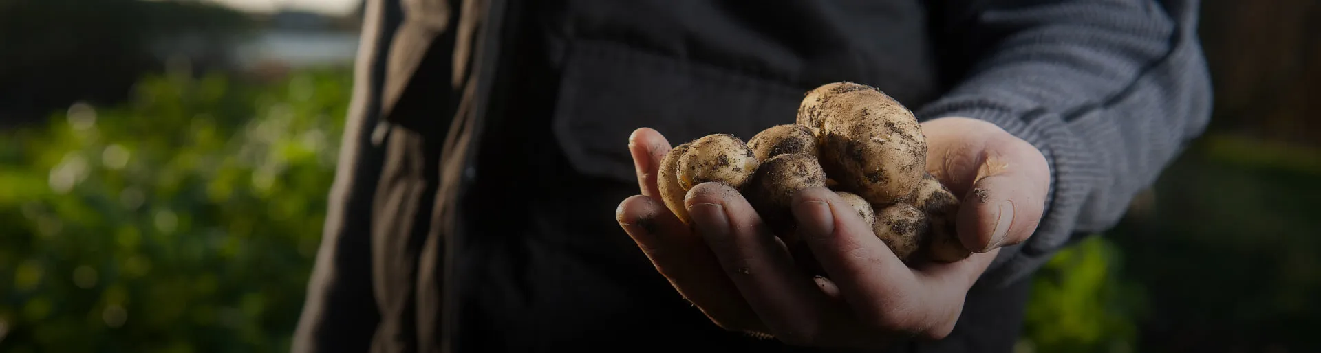 Hand holding potatoes