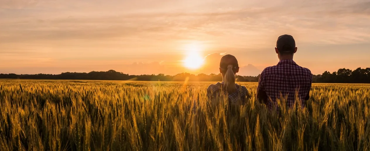 Sunset on a farm. 