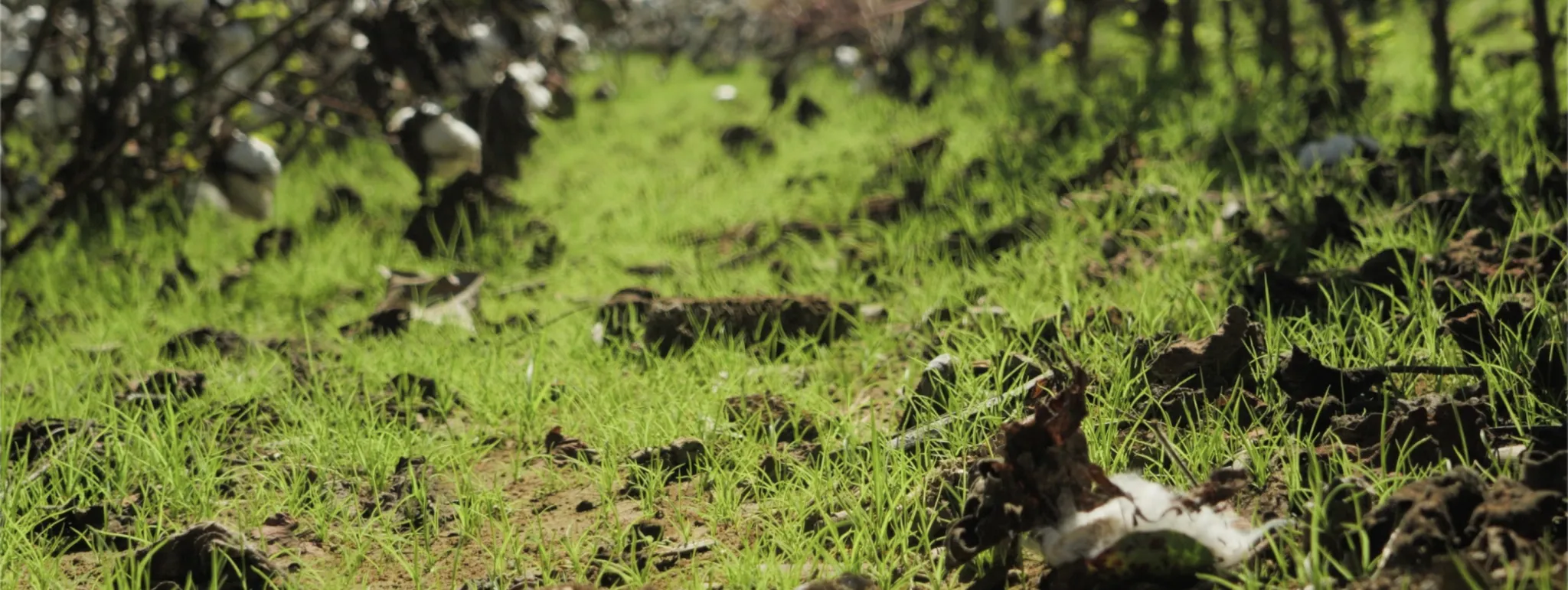 Plowed field