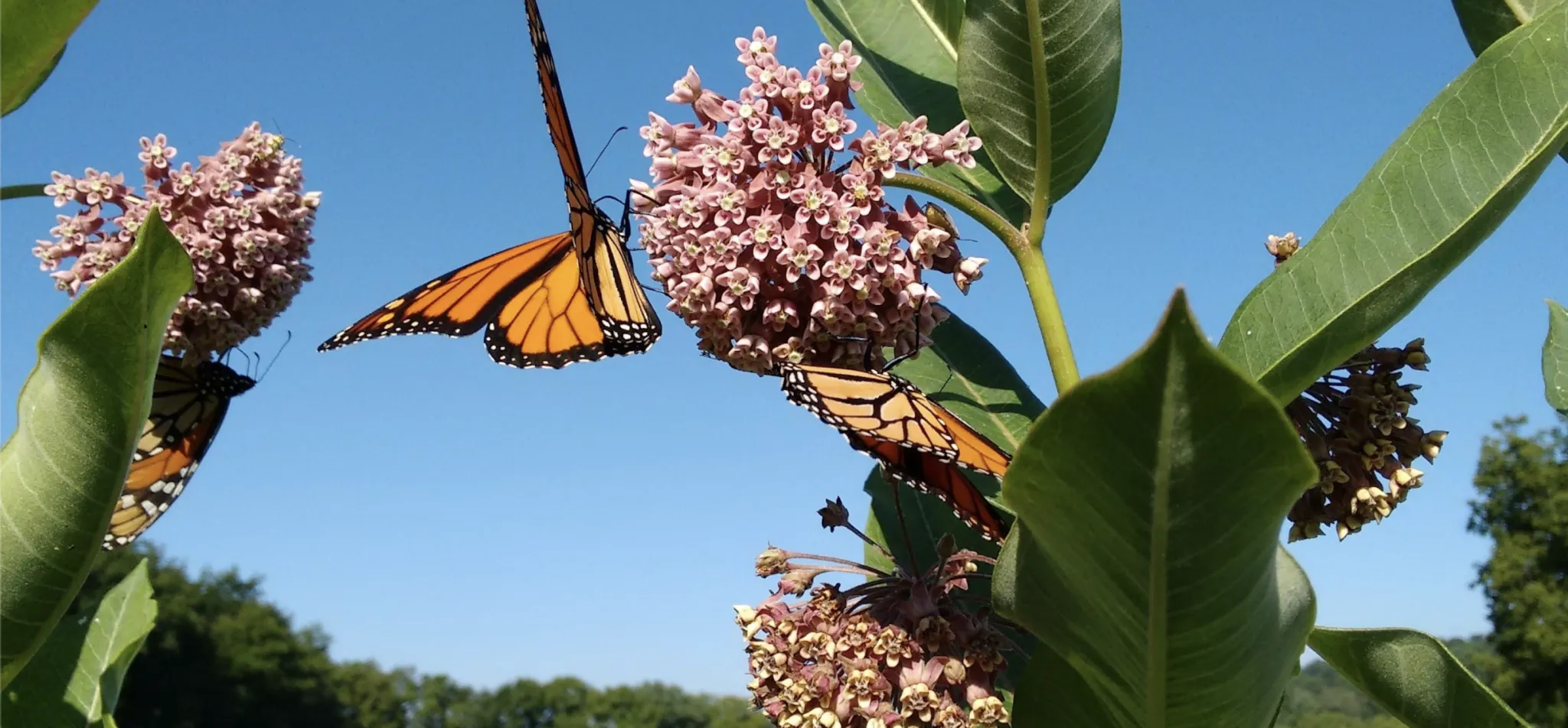 Butterflies on flowers. 