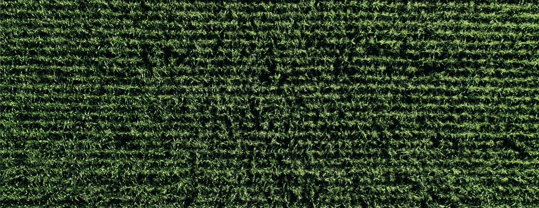 Aerial view of crops. 