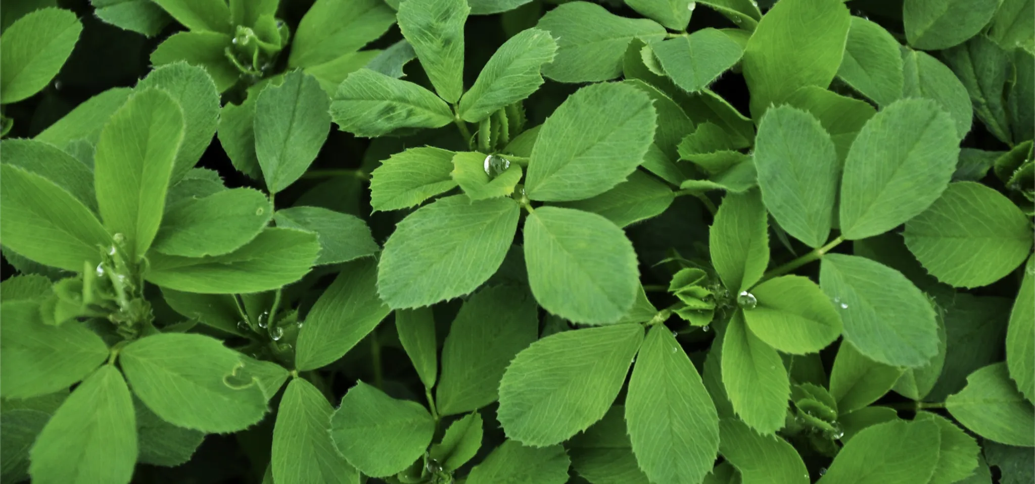 Green plants