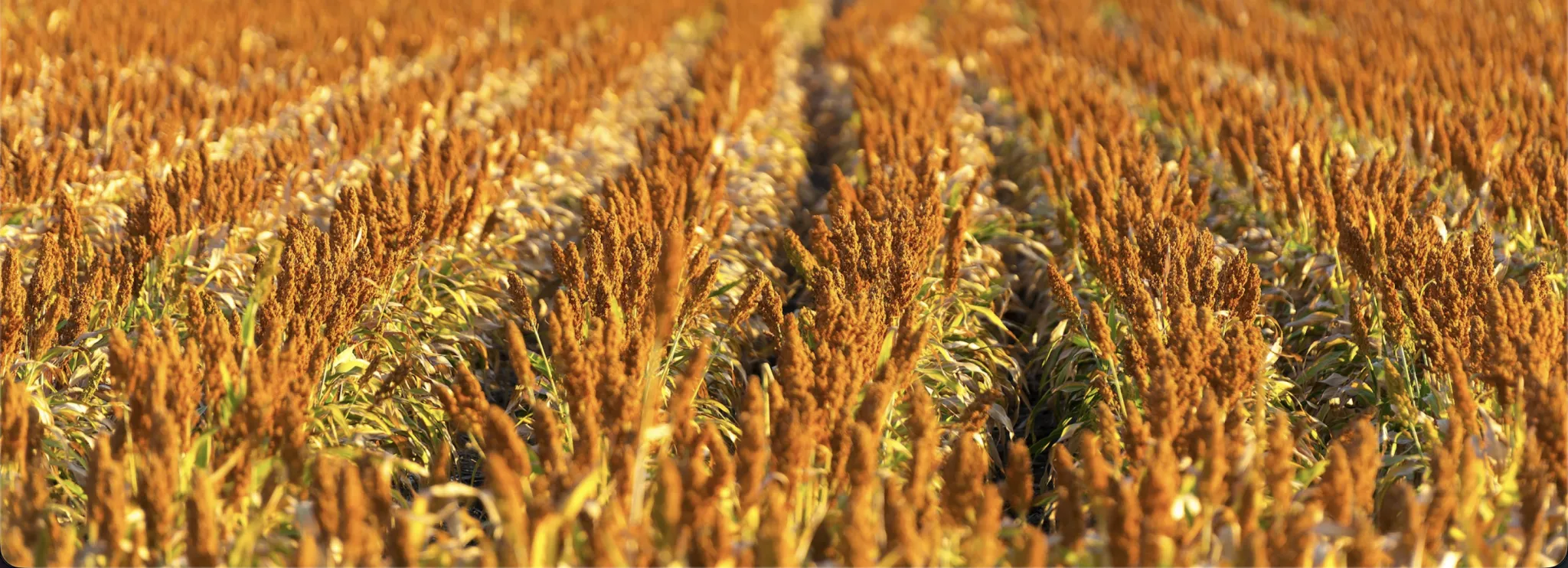 Field of Crops. 