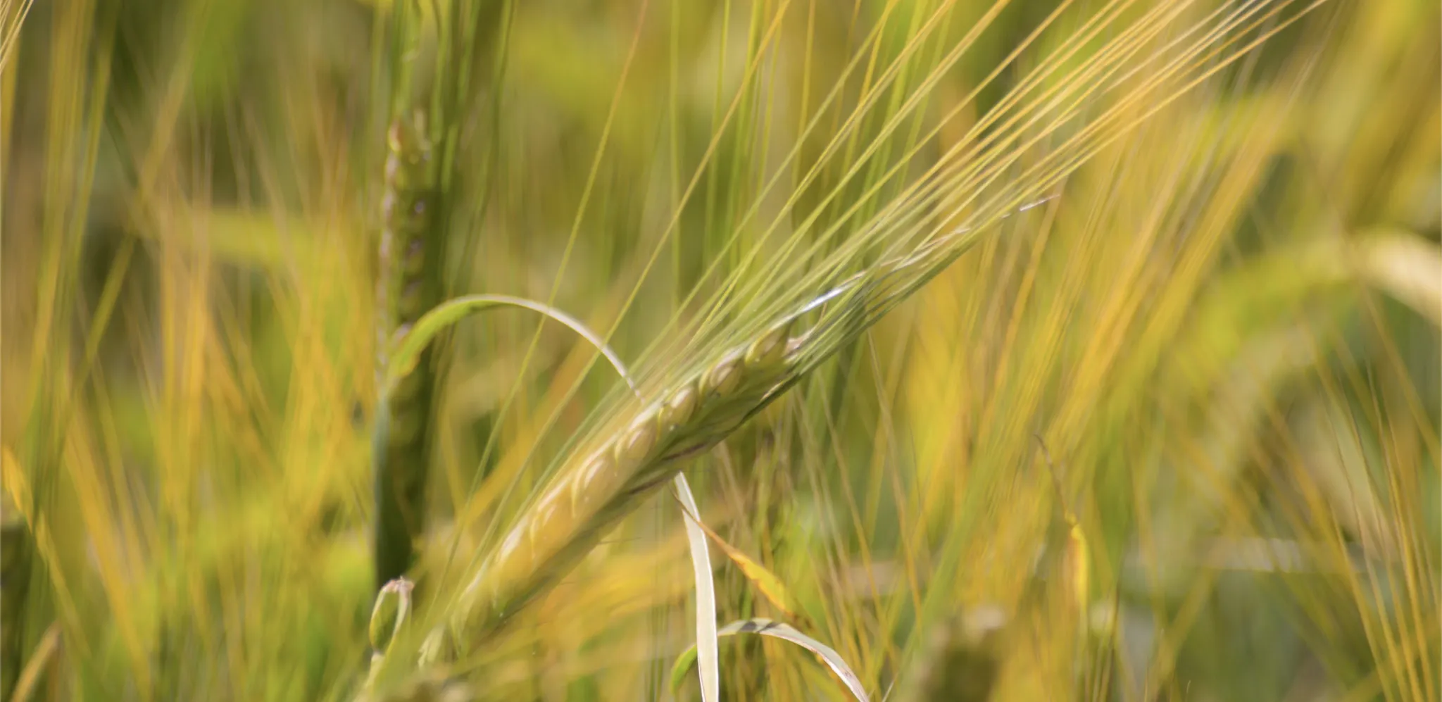 Crop