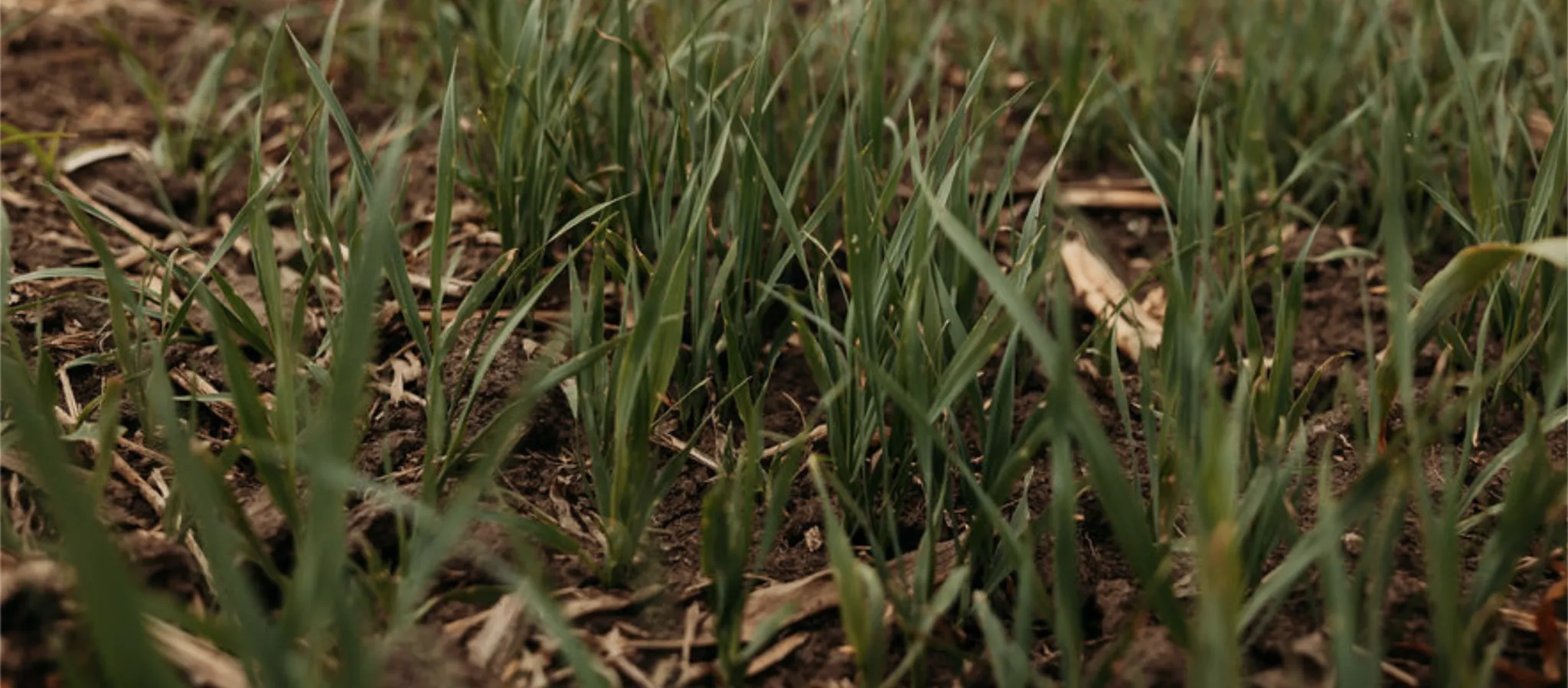 Soil and crops