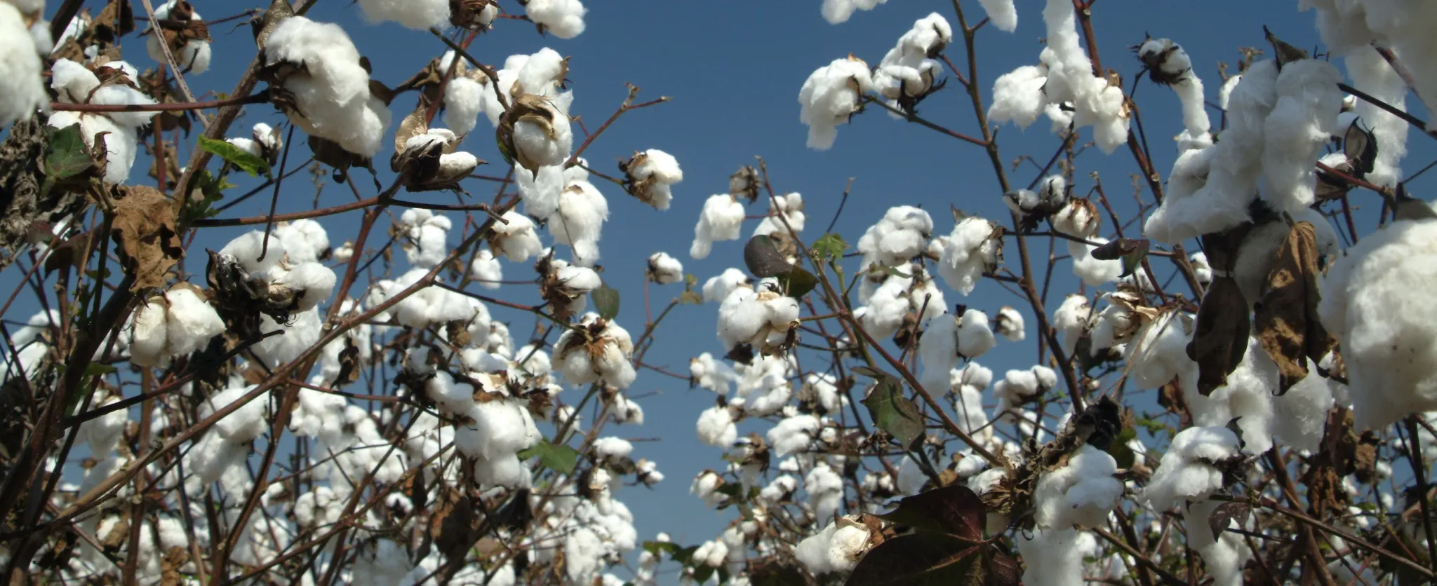 Cotton