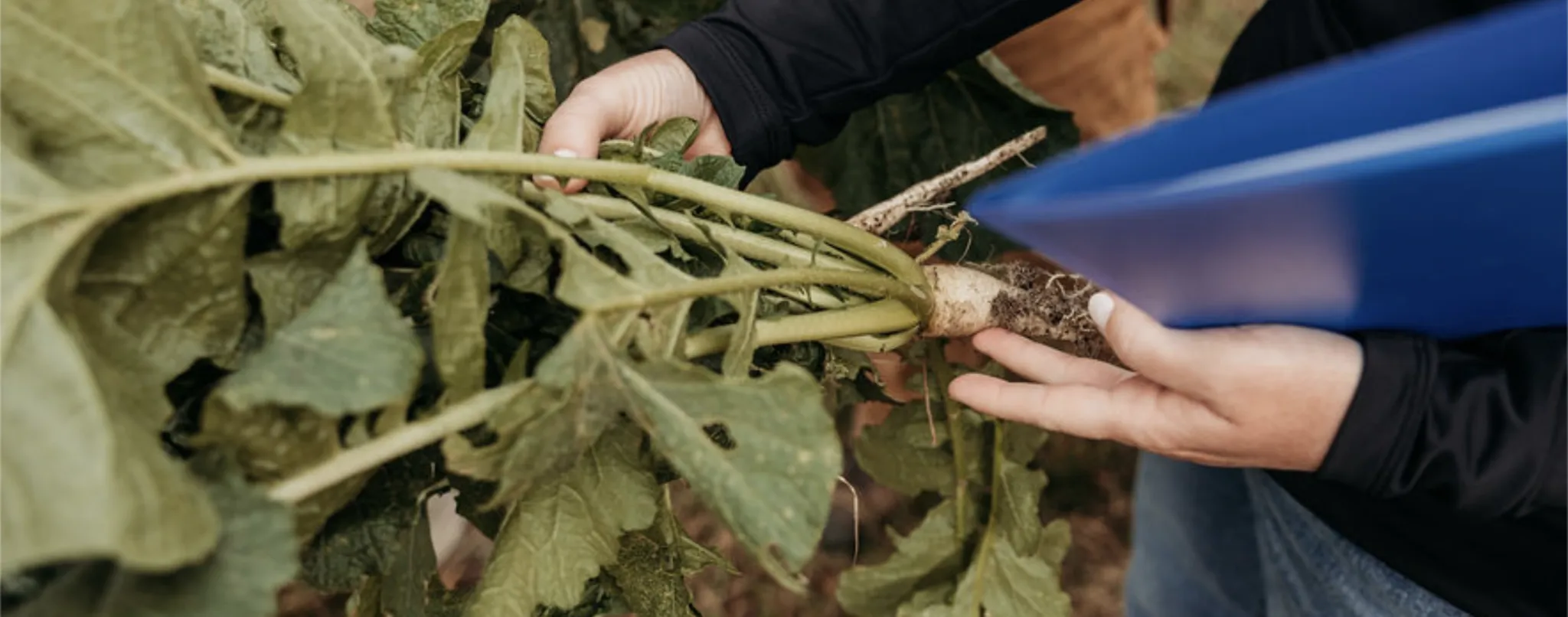Farmer examining the root of a plant