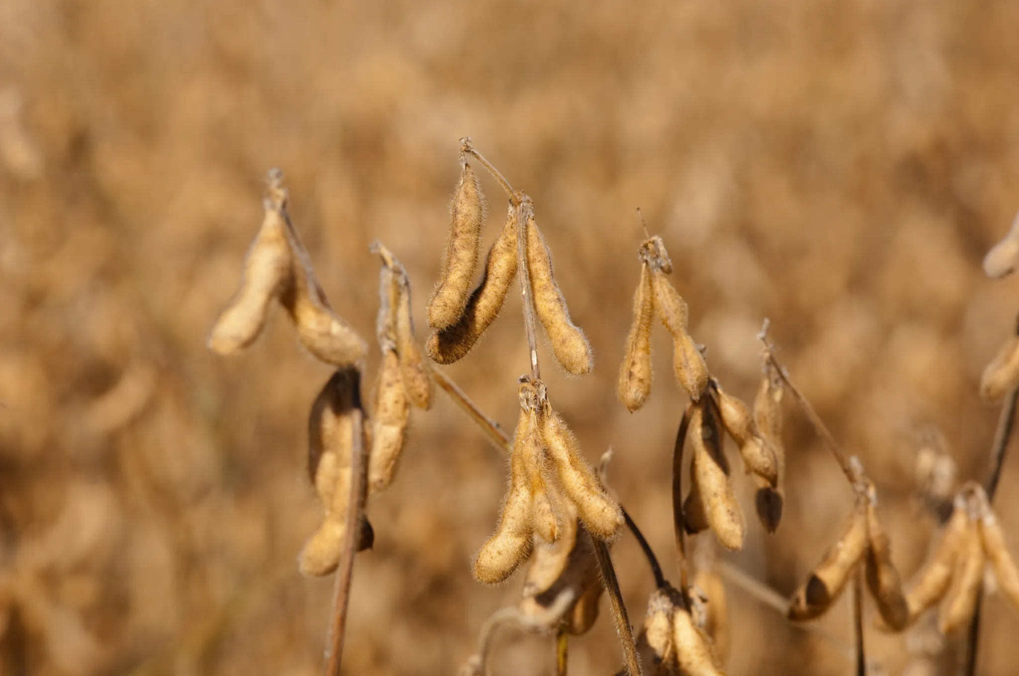 soybeans