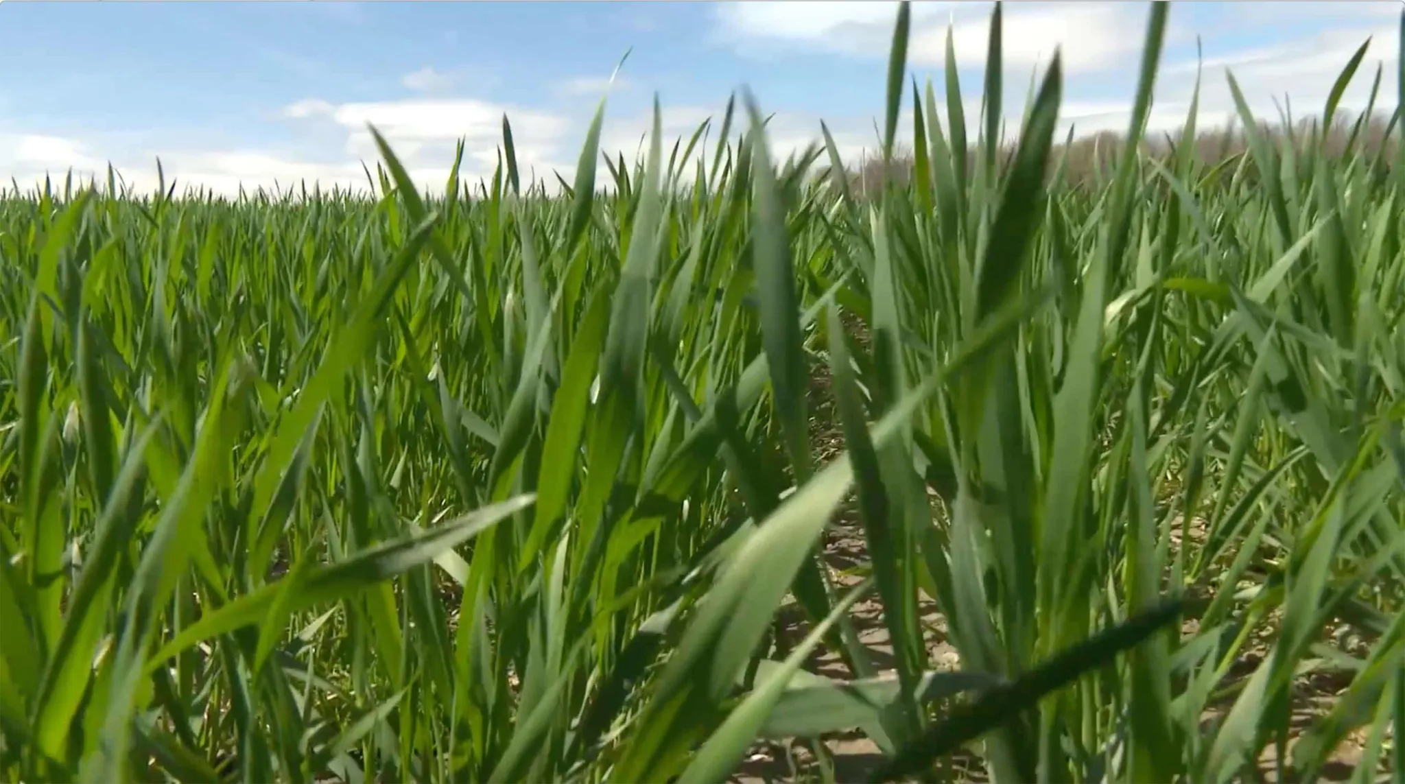 Field of grass