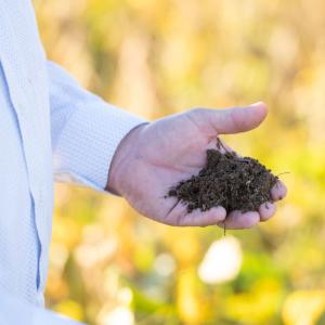 Hand holding soil. 