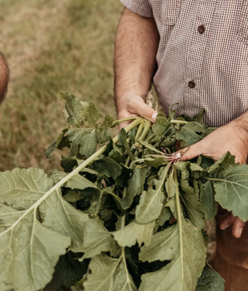 Farmer examining his crops 