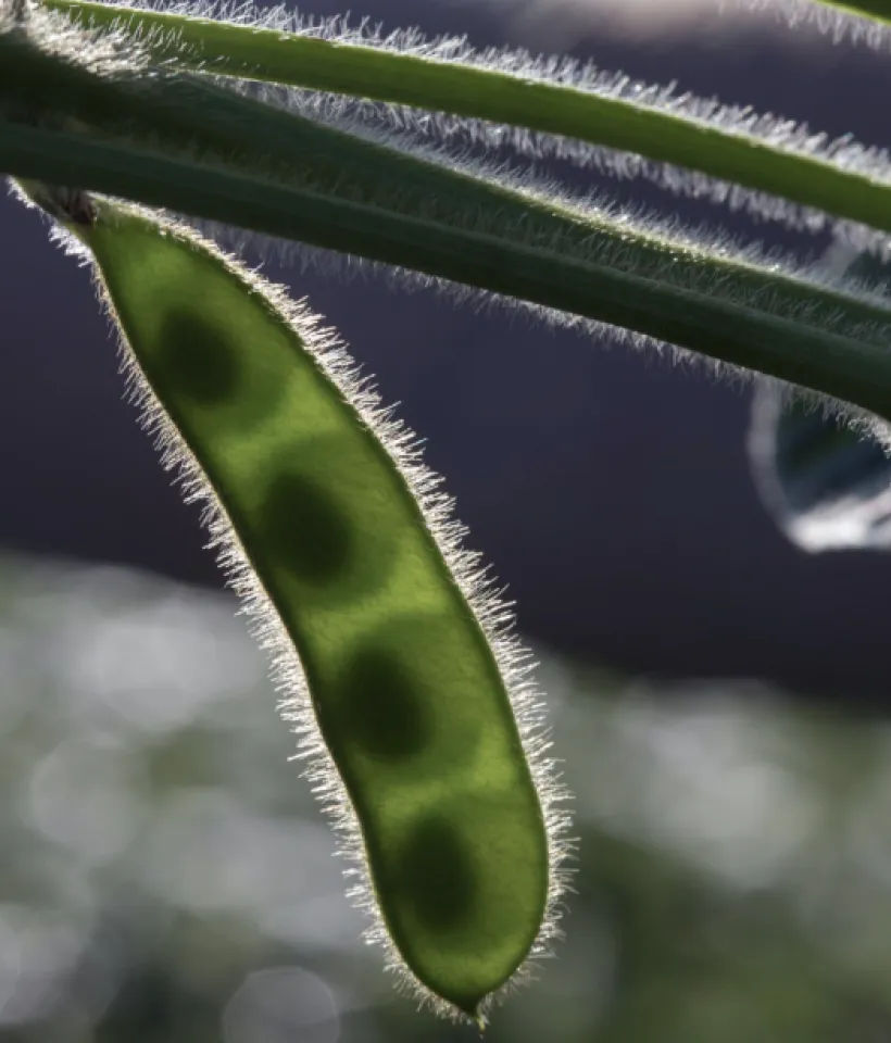 Bean pod
