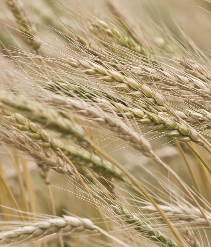 Wheat