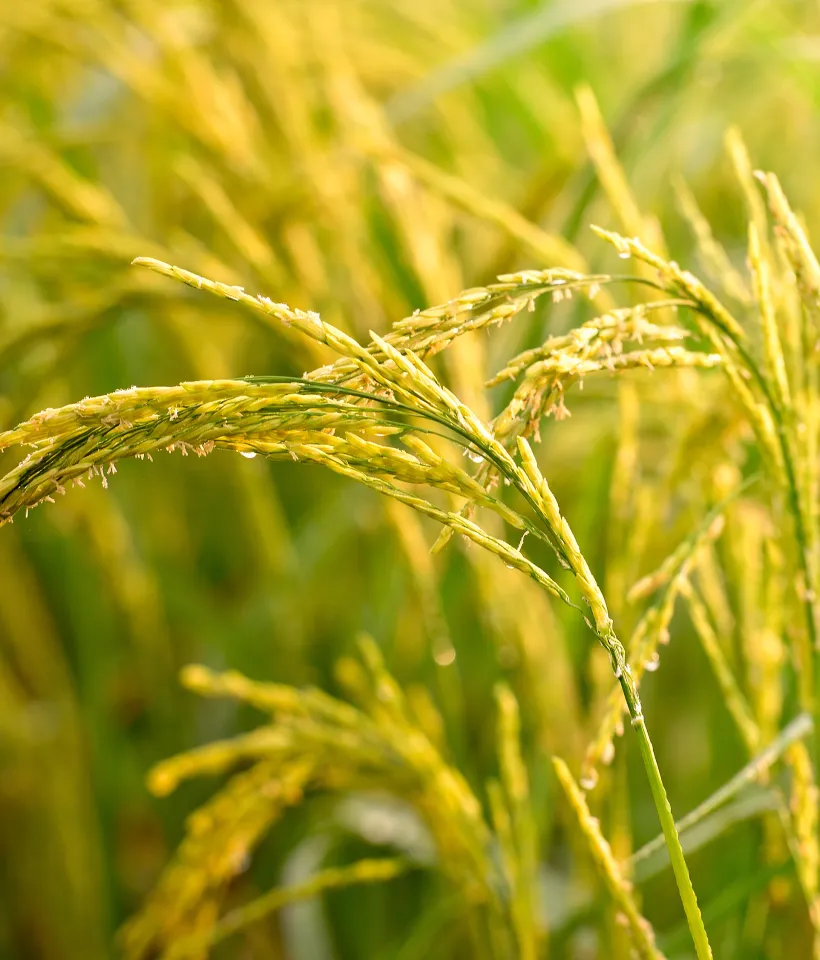 Field of Wheat Growing 