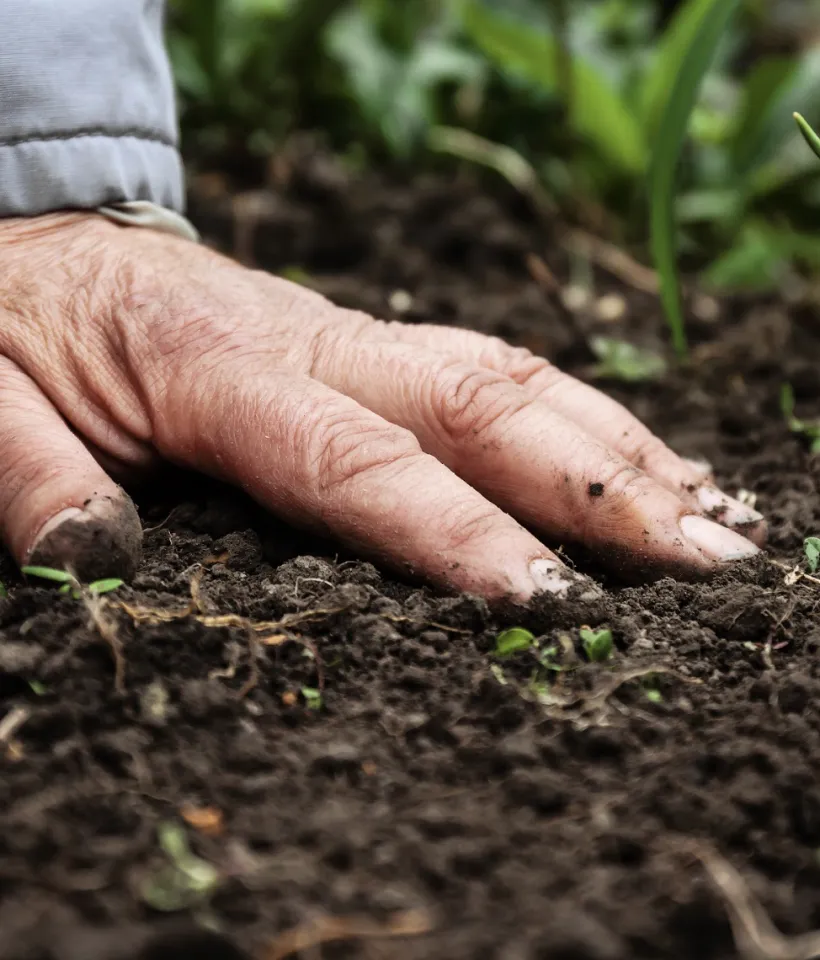 Farmer feeling the soil 