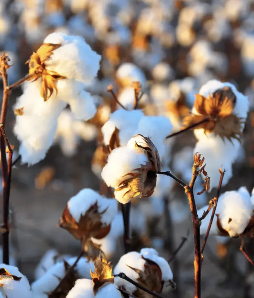 Cotton