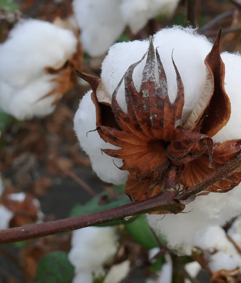 Cotton