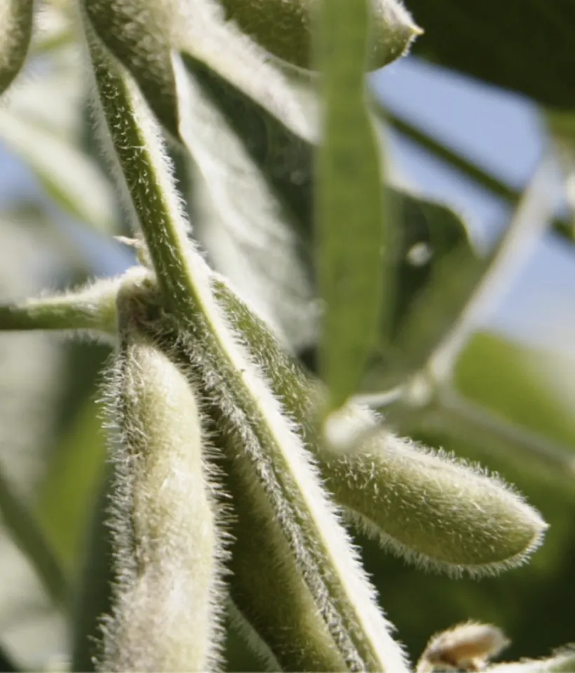 crop