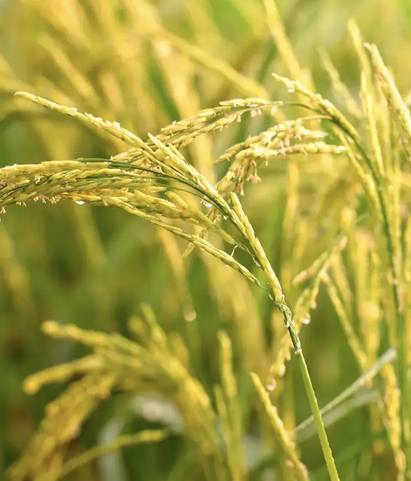 crop