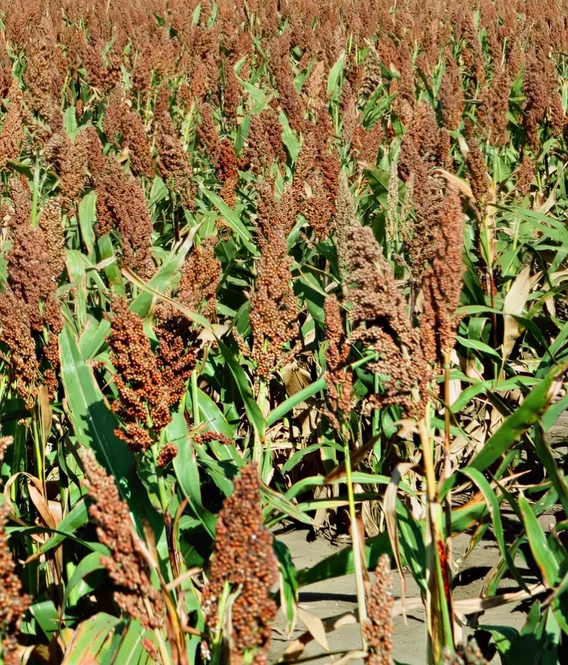 crops