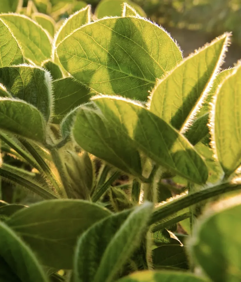 plant
