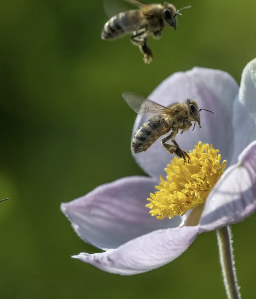 Bees on a flower
