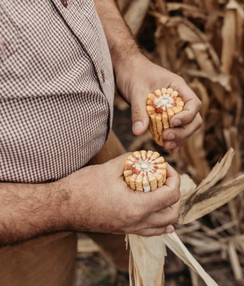 Farmer holding two ears of corn 