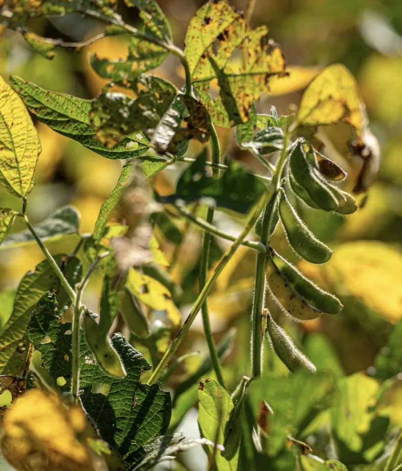 Plant